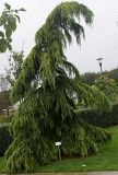 Cedrus deodara. Молодое дерево ('Aurea'). Нидерланды, г. Venlo, \"Floriada 2012\". 11.09.2012.
