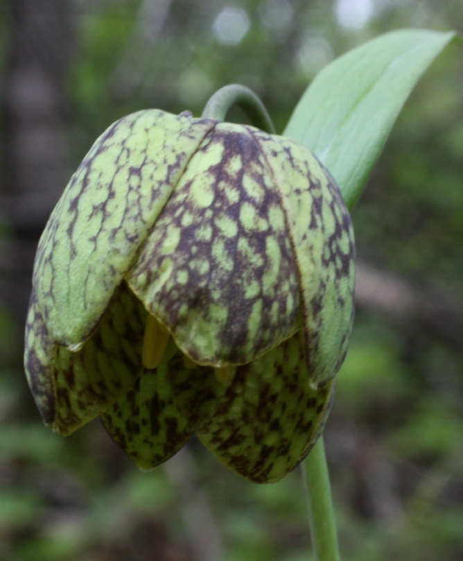 Изображение особи Fritillaria dagana.