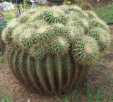 Echinocactus grusonii