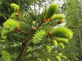 Picea × fennica. Ветвь с молодыми побегами. Карелия, берег оз. Сегозеро. 09.06.2008.