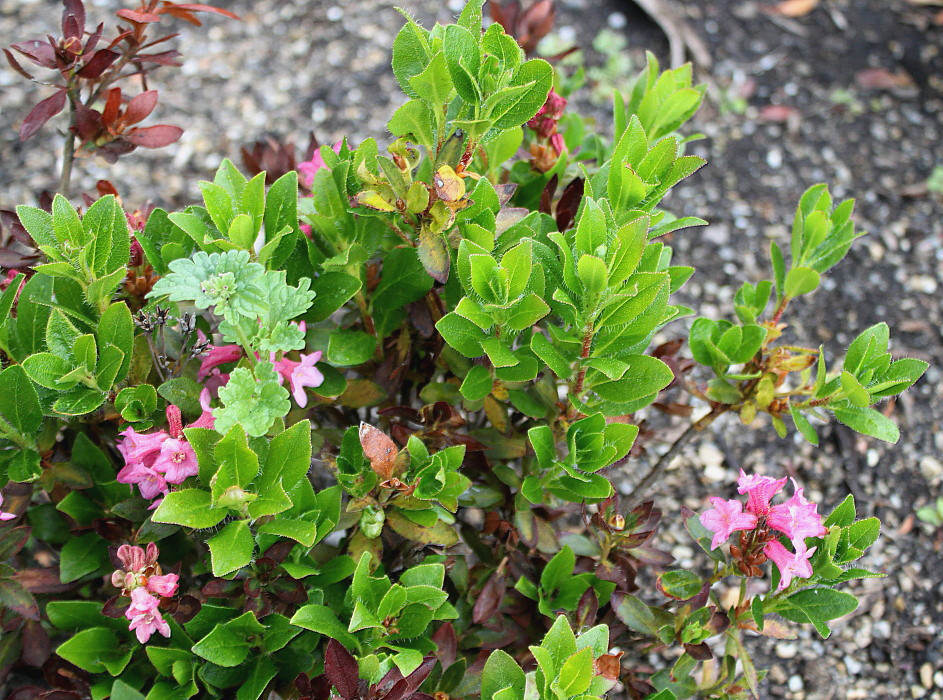 Изображение особи Rhododendron hirsutum.