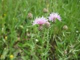 Centaurea stoebe