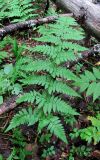 Dryopteris carthusiana