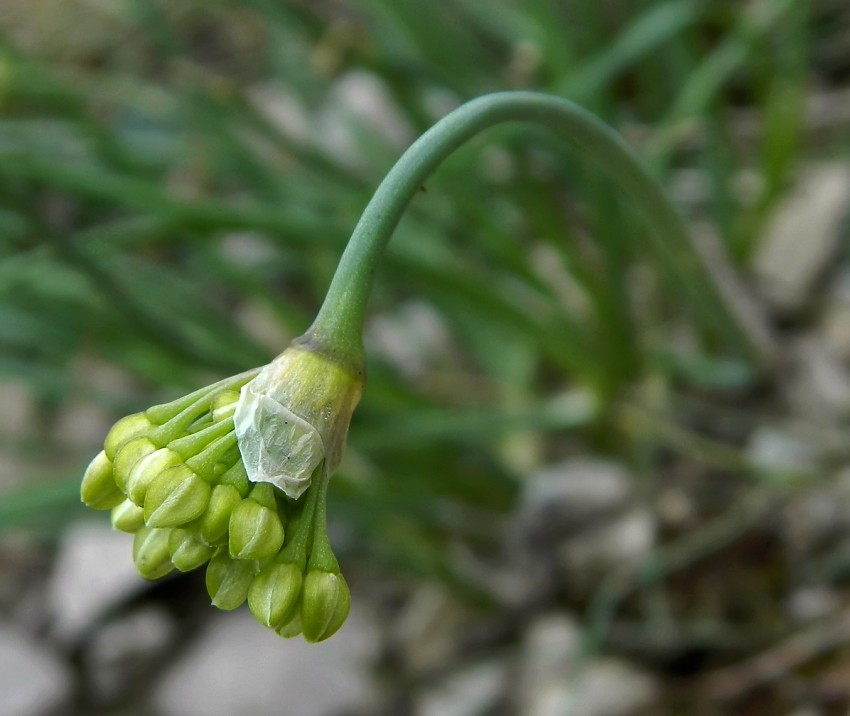 Image of Allium stellerianum specimen.