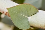 Eucalyptus cinerea