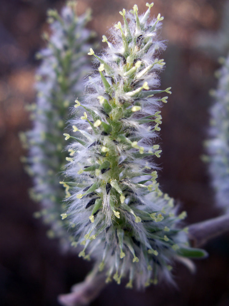 Image of genus Salix specimen.