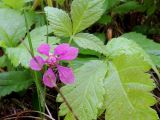 Rubus arcticus