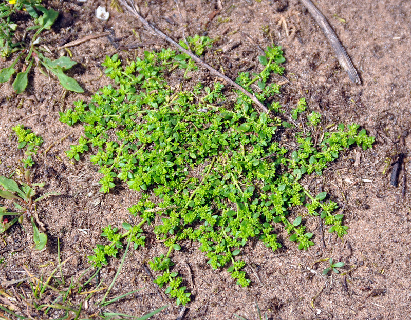 Image of Herniaria glabra specimen.