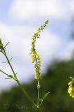 Melilotus officinalis