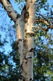 Betula subarctica. Часть ствола. Соловецкие острова, остров Большой Соловецкий. 06.07.2014.