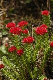 Rhodiola coccinea