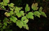 Viburnum opulus. Верхушка ветви. Краснодарский край, Сочи, окр. Хосты, лес. 04.11.2015.