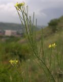 Erysimum canescens