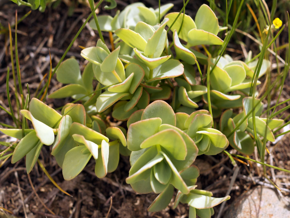 Изображение особи Hylotelephium ewersii.