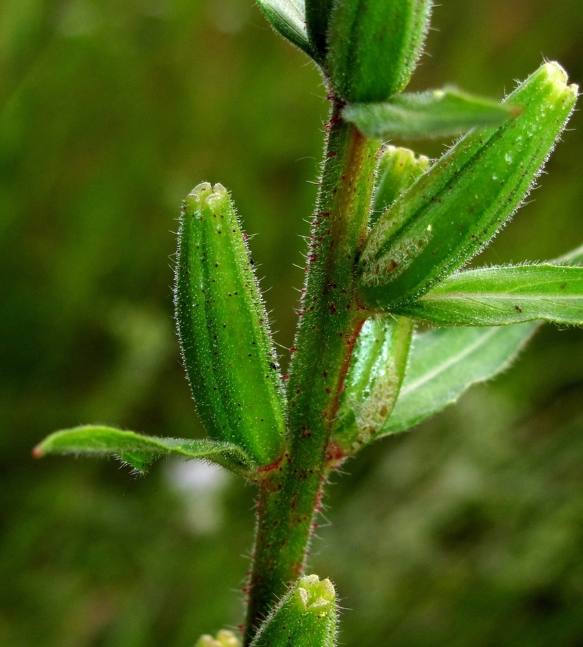 Изображение особи Oenothera rubricaulis.