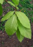 Fagus orientalis