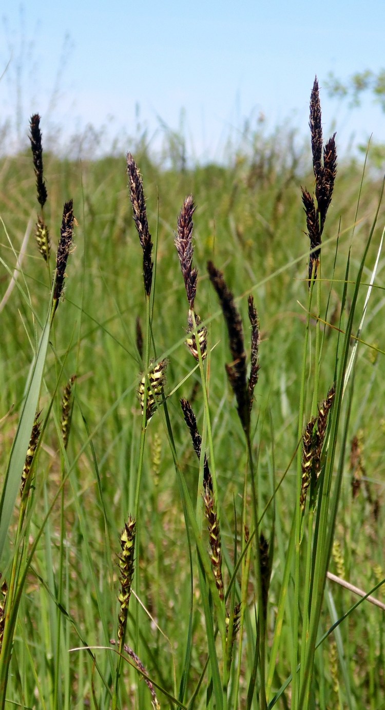 Image of Carex melanostachya specimen.