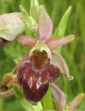 Ophrys mammosa подвид caucasica. Цветок. Краснодарский край, м/о город-курорт Геленджик, окр. пос. Светлый, щель Церковная, обочина дороги на дамбе водохранилища. 6 мая 2017 г.