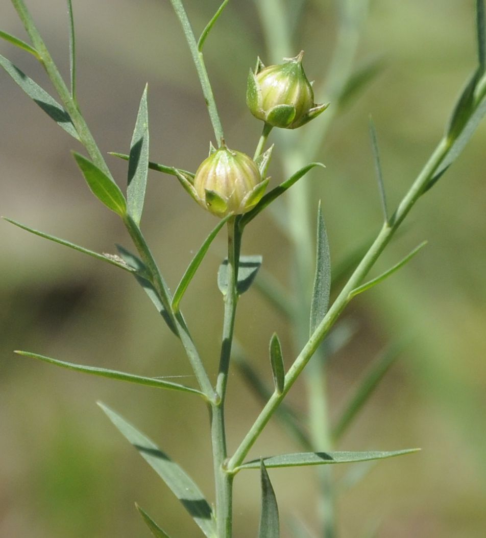 Изображение особи род Linum.