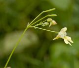 Impatiens parviflora