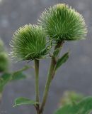 Arctium lappa