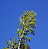 Chosenia arbutifolia