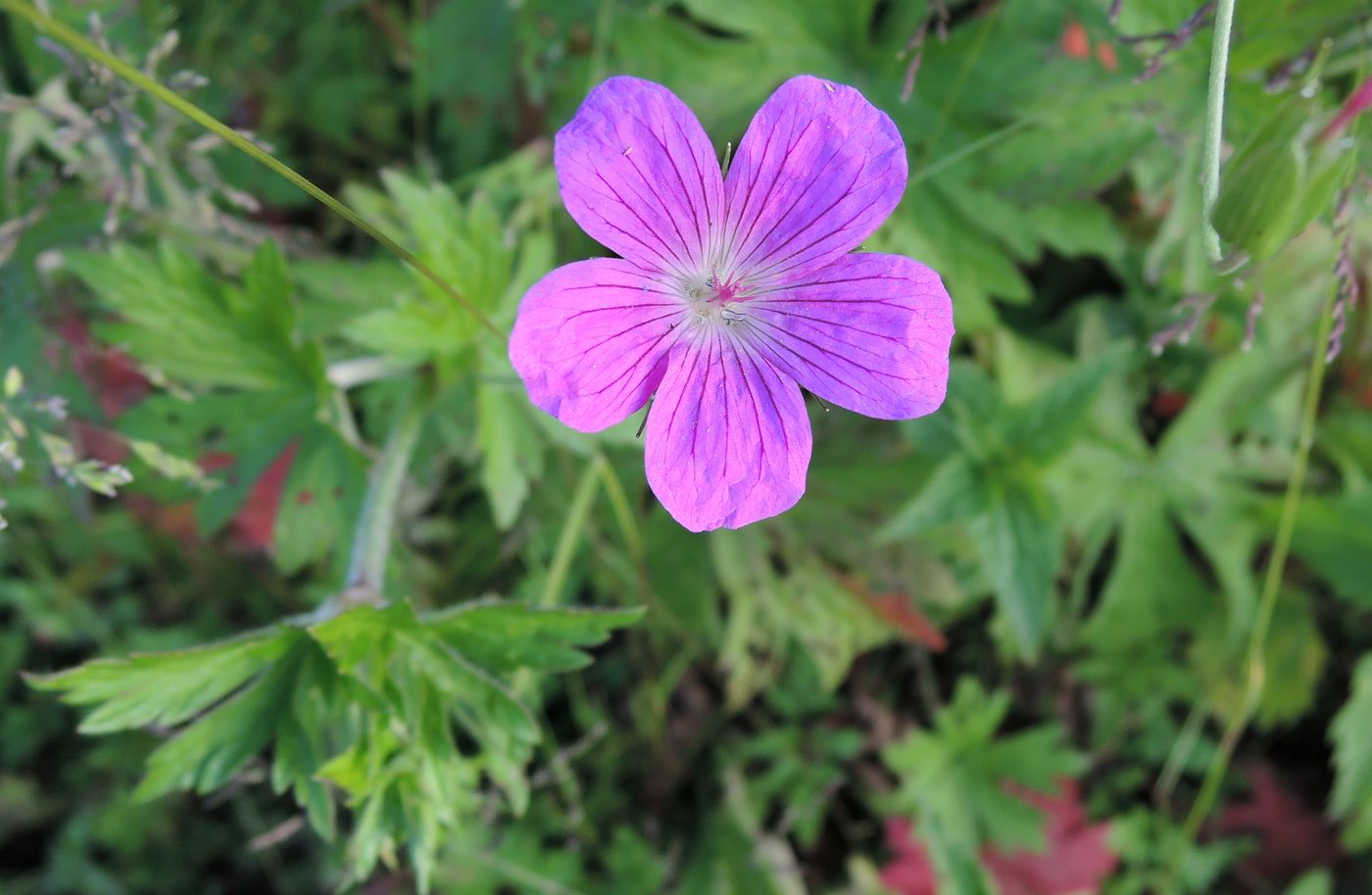 Изображение особи Geranium palustre.