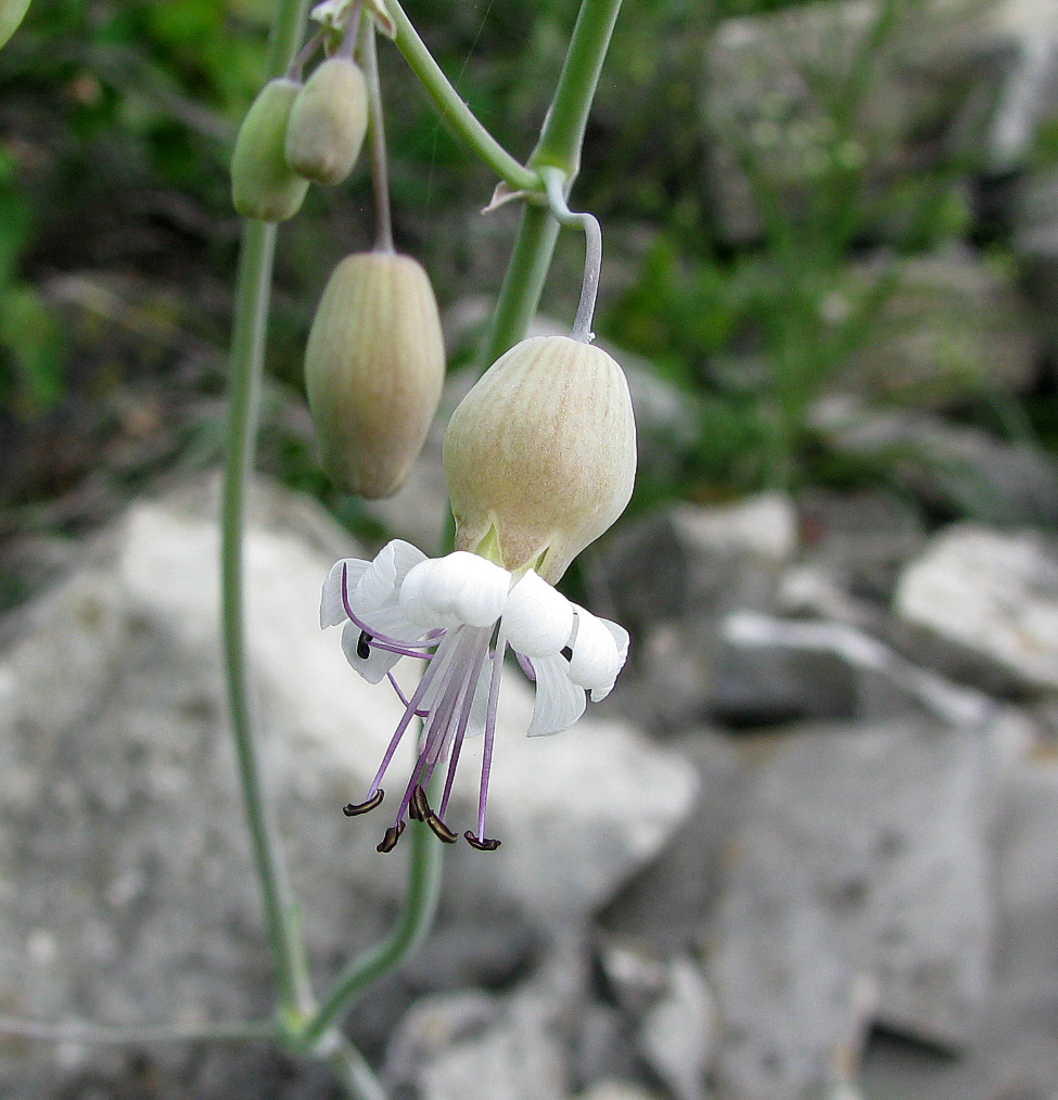 Изображение особи Oberna crispata.