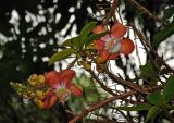Couroupita guianensis. Верхушки побегов с соцветиями. Малайзия, Куала-Лумпур, в культуре. 13.05.2017.