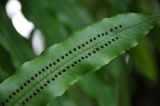 Goniophlebium percussum. Часть вайи с сорусами (вид снизу). Малайзия, Куала-Лумпур, ботанический сад. 13.05.2017.