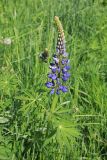 Lupinus polyphyllus