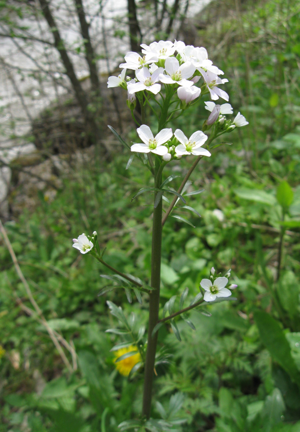 Изображение особи Cardamine uliginosa.