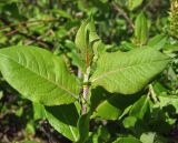 Salix hastata