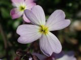 Malcolmia flexuosa