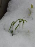 Galanthus graecus