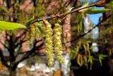 Carpinus betulus. Тычиночные соцветия. Швеция, Стокгольм, Старый гoрoд (Gamla Stan), в озеленении. 05.05.2017.