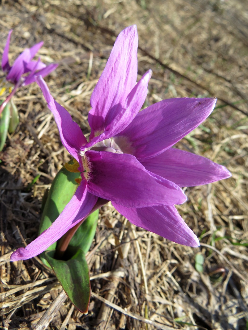 Изображение особи Erythronium sibiricum.