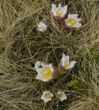 Pulsatilla vernalis