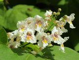 Catalpa bignonioides. Соцветие. Краснодарский край, Темрюкский р-н, станица Голубицкая, в озеленении. 11.06.2019.