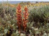 Orobanche alba