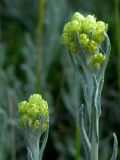 Helichrysum arenarium. Раскрывающиеся соцветия. Киев, Святошинский лес. Июль 2004 г.