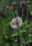 Tragopogon orientalis