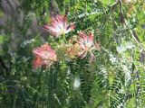 Albizia mahalao