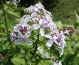 Lunaria rediviva