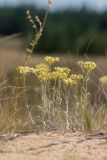 Helichrysum arenarium. Цветущие растения. Ростовская обл., Верхнедонской р-н, окр. хут. Морозовский, ур. Большие Буруны, пески. 24.07.2022.