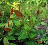 Hypericum androsaemum