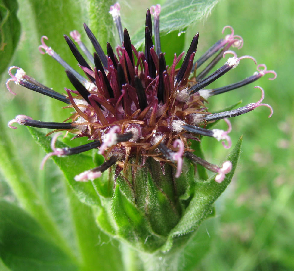 Изображение особи Saussurea baicalensis.