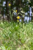 Tragopogon orientalis. Цветущее растение. Астраханская обл., Черноярский р-н, окр. с. Солёное Займище, берег р. Волга, пойменный луг. 02.06.2022.