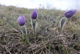 Pulsatilla taurica. Цветущие растения. Республика Крым, г/о г. Судак, окр, с. Курское, гора Бор-Кая, каменистая степь. 08.04.2023.