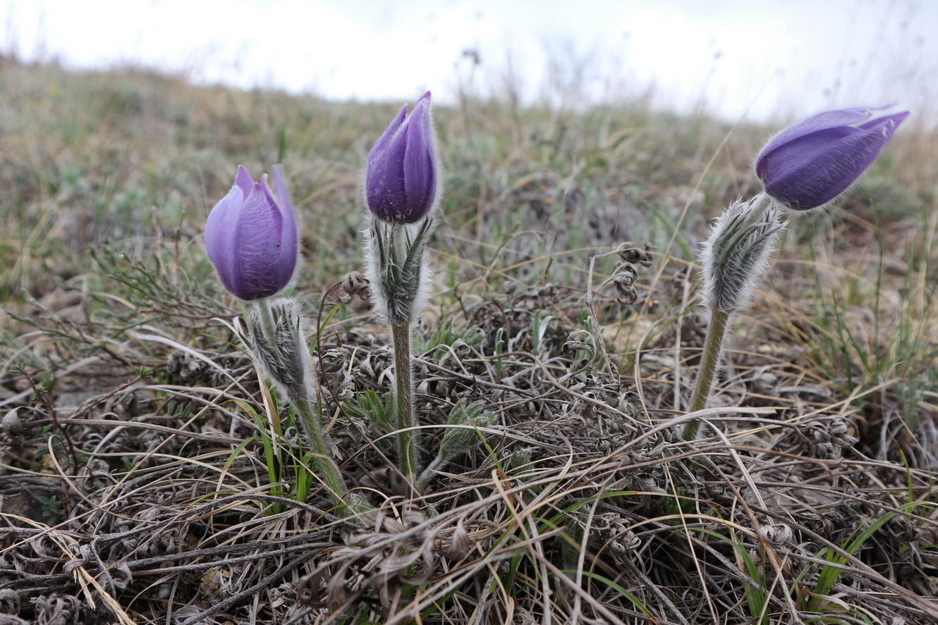 Изображение особи Pulsatilla taurica.